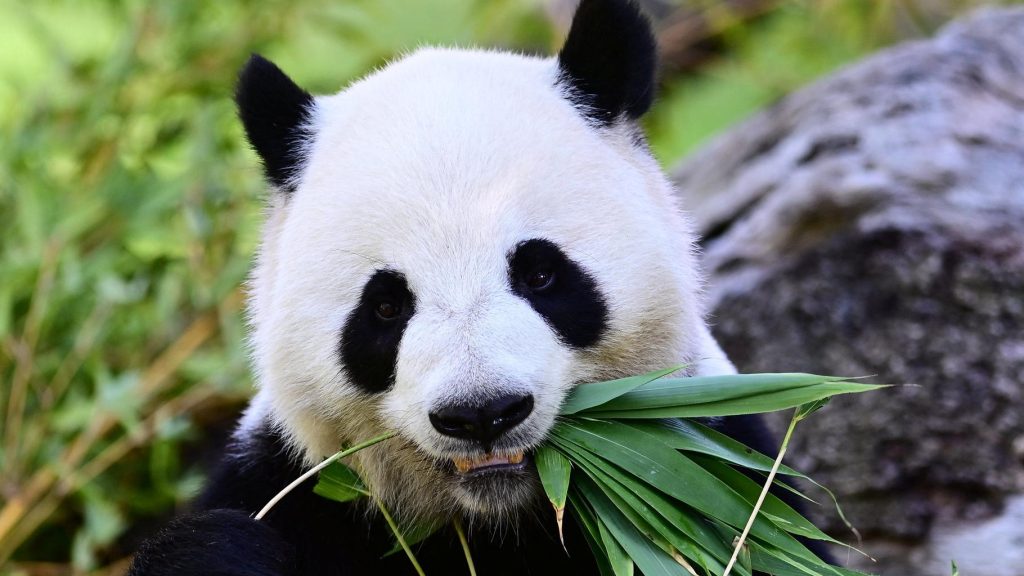 Two Giant Pandas Arrive in US as Diplomatic Gesture