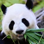 Two Giant Pandas Arrive in US as Diplomatic Gesture