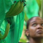 French Caribbean Banana Industry Faces Extinction