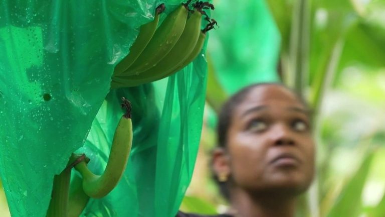 French Caribbean Banana Industry Faces Extinction