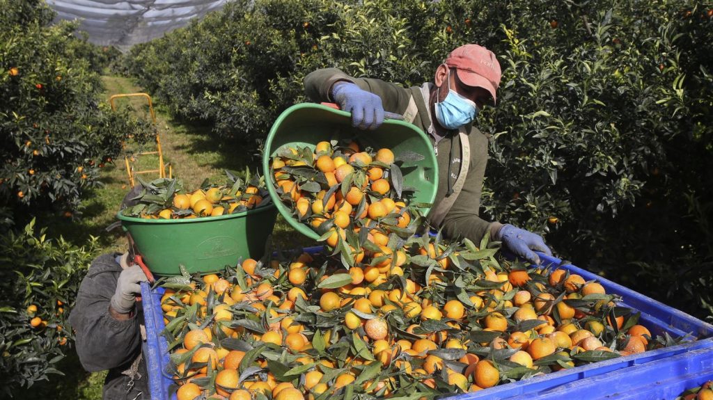Corsican Clementine Harvest Looks Promising