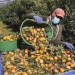 Corsican Clementine Harvest Looks Promising