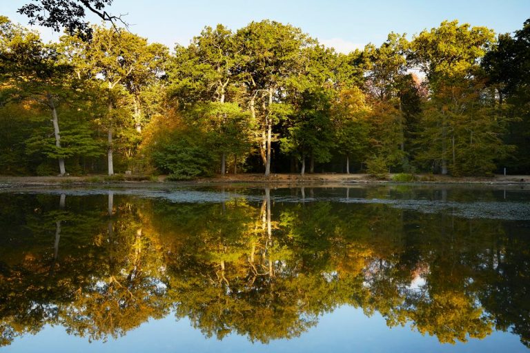 A Green Walk Through Saint-Germain Forest to Poissy